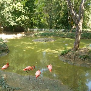 Flamingos Exhibit