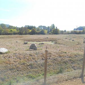 American Bisons Exhibit