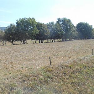 American Bisons Exhibit