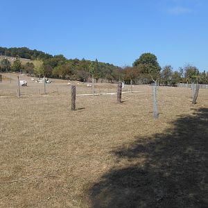 Fallow Deers Contact Exhibit