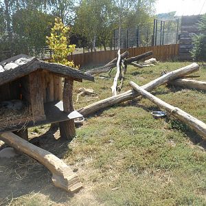 Striped Skunks Exhibit