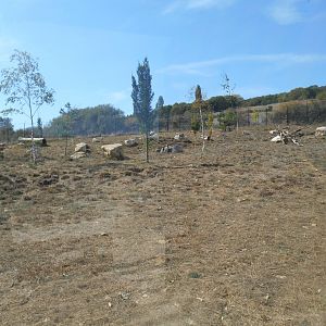 Arctic Wolfs Exhibit