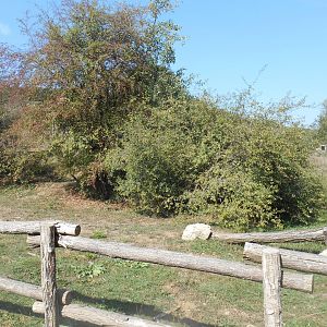 Sandhill Cranes Exhibit