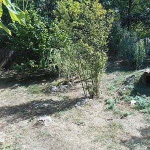 Raccoon Dogs Exhibit