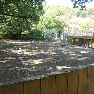 Grey Crowned Cranes Exhibit