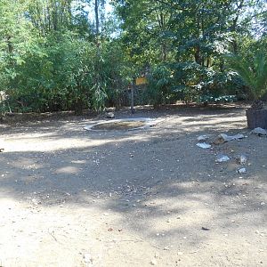 African Spurred Tortoises Exhibit