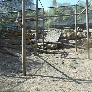 Barbary Macaques Exhibit