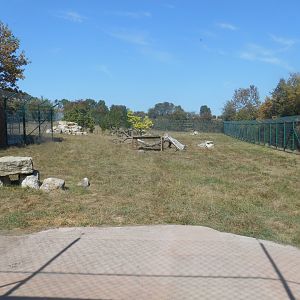 Angolan Lions Exhibit