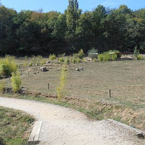 Domestic Water Buffalos Exhibit