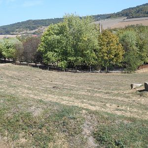 Domestic Water Buffalos Exhibit