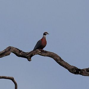 Collared Imperial Pigeon