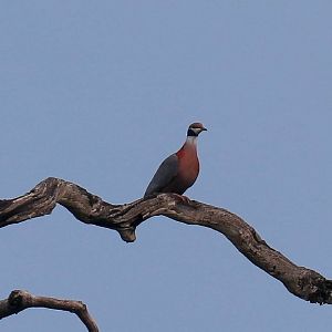 Collared Imperial Pigeon