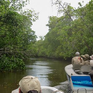 Mangroves on Saibai