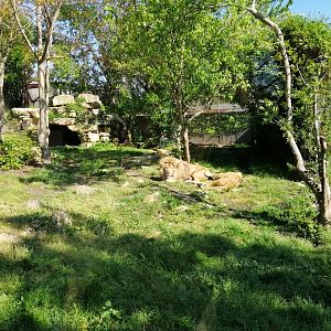 Lions Exhibit