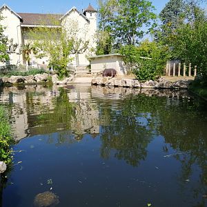Hippopotamus Exhibit