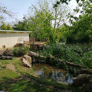 Crested Porcupines Exhibit