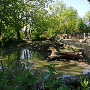 First Indian Rhinoceros Exhibit