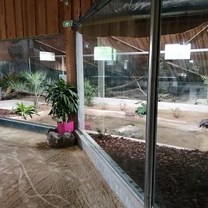New Komodo Dragon Exhibit