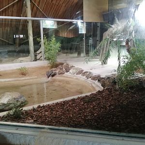 New Komodo Dragon Exhibit