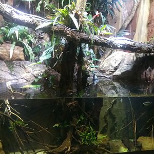 Monitors - Turtles and Fisch Aqua-terrarium