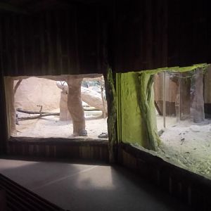 Komodo Dragon Exhibit