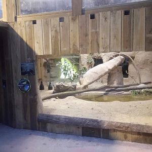 Komodo Dragon Exhibit