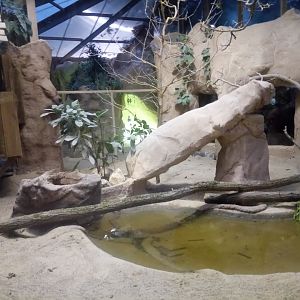 Komodo Dragon Exhibit