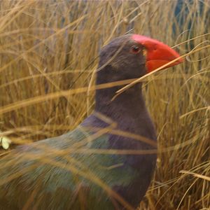 1898 Takahe at the Otago Museum