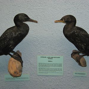 Comparison of two New Zealand cormorant species