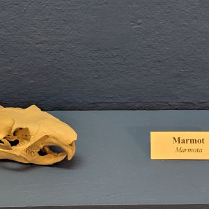 Marmot (Marmota sp.) skull