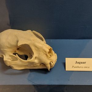 Jaguar (Panthera onca) skull