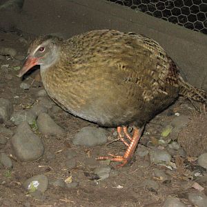 Buff Weka (Gallirallus australis hectori)