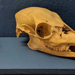 Deer (Family: Cervidae) skull