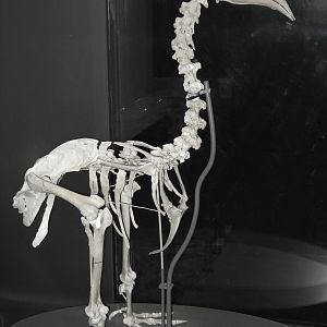 Skeleton of South Island Adzebill (Aptornis defossor)