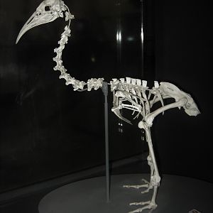 Skeleton of Hawkins' Rail (Diaphorapteryx hawkinsi)