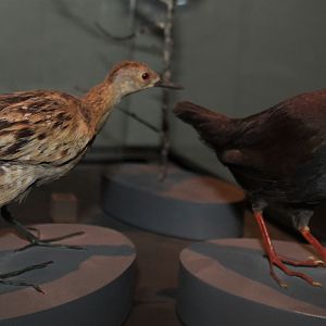 Comparative display for two New Zealand crake species