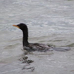 Juvenile Little Pied Shag (Phalacrocorax melanoleucos)