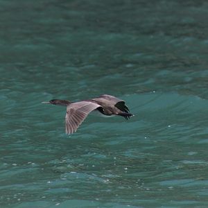 Juvenile Spotted Shag (Stictocarbo punctatus) in flight