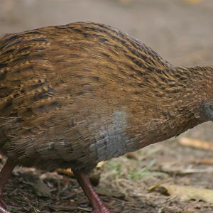 Weka (Gallirallus australis)