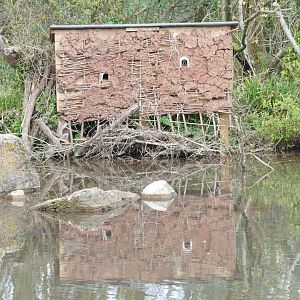 Kingfisher nesting bank, April 2020