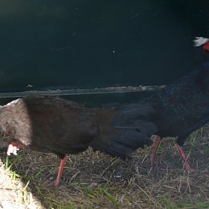 Edward's pheasant - Lophura edwardsi