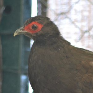 Edward's pheasant - Lophura edwardsi