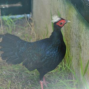 Edward's pheasant - Lophura edwardsi