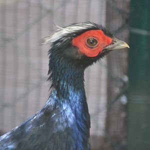 Edward's pheasant - Lophura edwardsi
