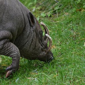 Babirusa - September 2017
