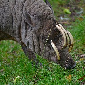 Babirusa - September 2017