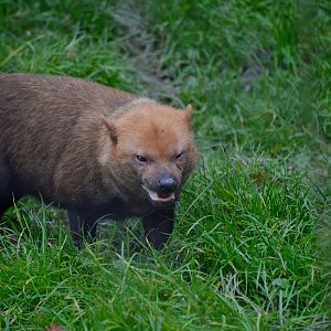 Bush Dog - September 2017