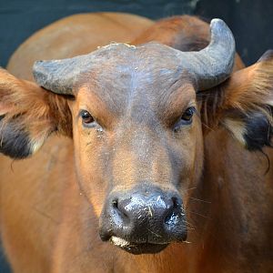 Congo Buffalo - September 2017