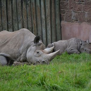 Eastern Black Rhinoceros - September 2017