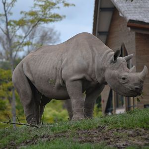 Eastern Black Rhinoceros - September 2017